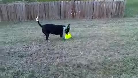 Budro vs Yellow Squishy Ball