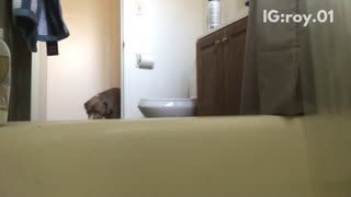 Dog showers by himself