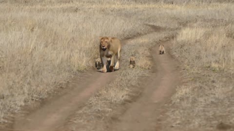 Baby lion cubs go on walk with mom--one says NOPE