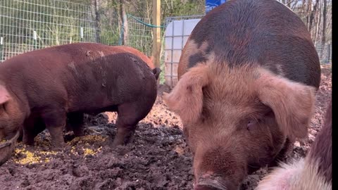 Piggy Slop ASMR Delight! 🐷🥣 Mesmerizing Swine Snack Sounds