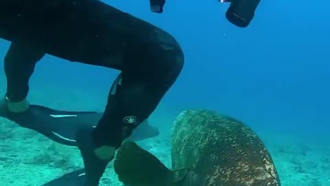 A scuba diver is defending his lobster from a hungry goliath grouper!