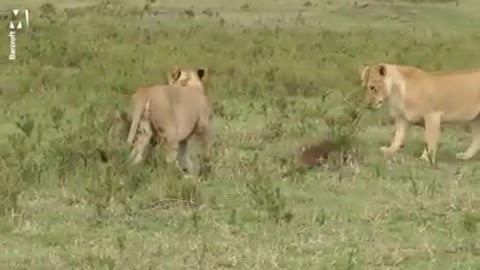 Angry mongoose tells lions where to go