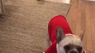 Two dogs in red and green christmas sweaters