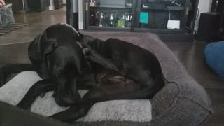 Great Dane nibbling on tail