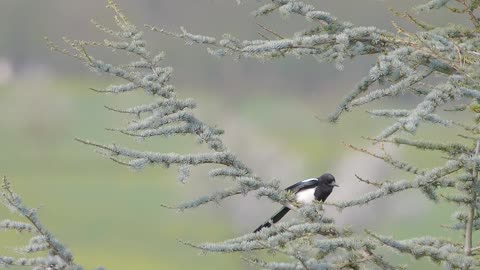 Elster Birds on Snow