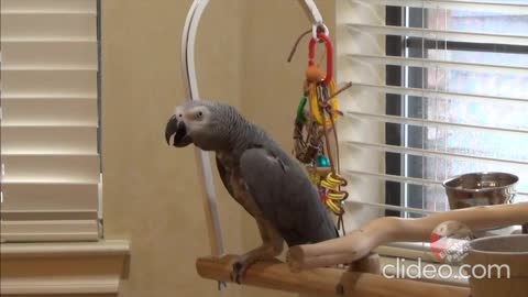 MusT Watch+parrot insists that Demanding his owner be quiet