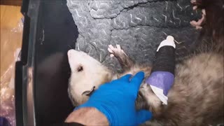 Opossum Needs Help, Part 2