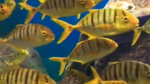 Large Schools of tropical fish swim in an orderly fashion