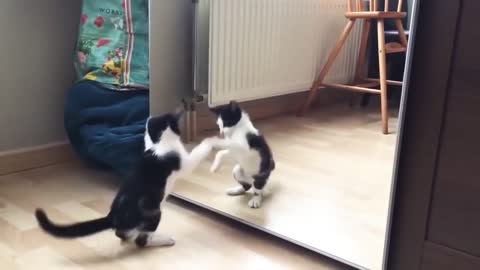 Cute Funny Cat in the Mirror Videos