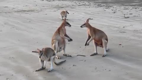 Wallaby Fight on the beach of Cape Hillsborough