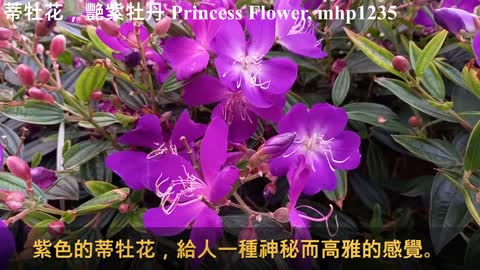 蒂牡花，艷紫牡丹 Princess Flower，Purple Glorytree，Glory Flower，Tibouchina urvilleana, mhp1235, Mar 2021