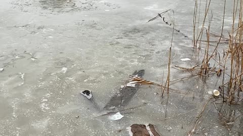 Brave Man Saves Dog That Fell Through Icy Pond