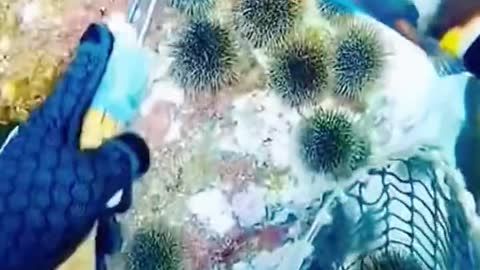 My God, have you seen so many sea urchins? It's the first time I've seen so many