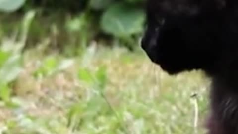 Black cat walks in the garden
