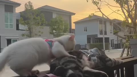 Cat Gives Friend a Massage