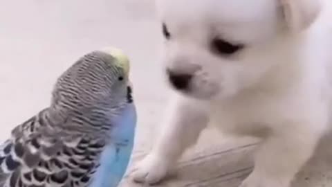 Cute puppy Vs Parrot play