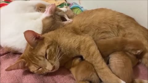 Two kittens take care of their kittens together - Dos gatitas cuidan juntas a sus gatitos