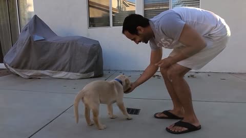 Labrador Puppy Learning and Performing Training Commands