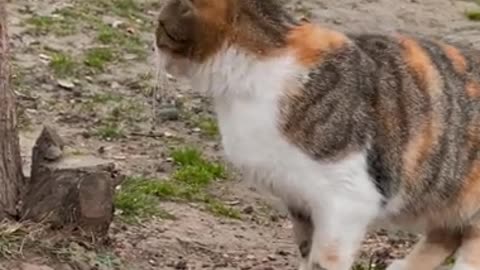 Cute cats walking on road #shorts #funneyvideos