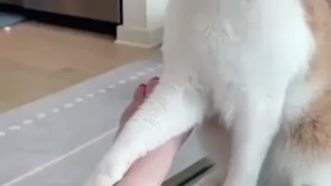 Angry cat bites