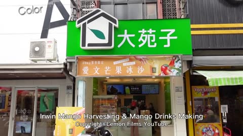 Irwin Mango Harvesting & Mango Drinks Making _ 愛文芒果採收, 芒果飲品 - Taiwanese Food