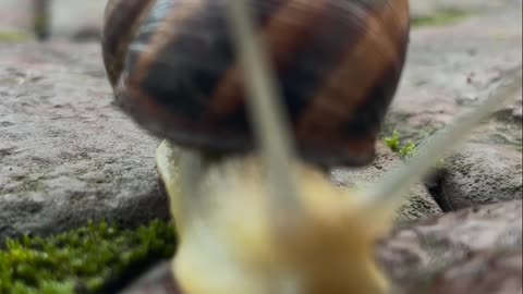 The snail is found on the beach. Watch his video