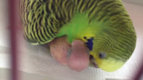 Cute parrot feeding its baby 2023