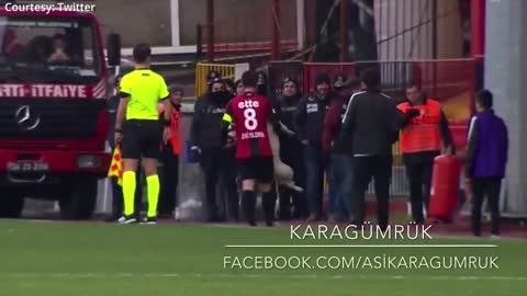 Dog halts Football match