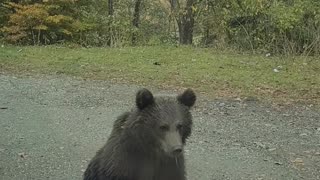 Bear Trio Surrounds Car On Trasfagarasan