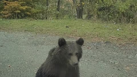 Bear Trio Surrounds Car On Trasfagarasan