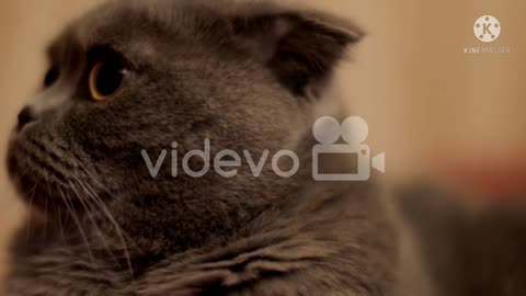 Mast video cat slow motion