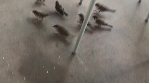 Birds eating breadcrumbs in Hong Kong Disneyland
