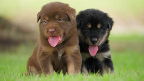 Cute baby dog puppy playing in garden