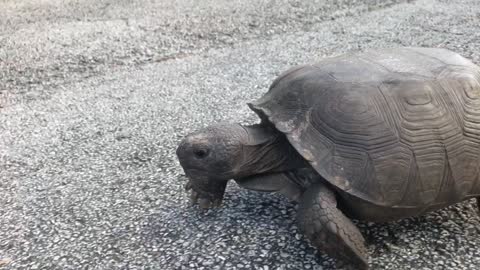 Gopher Tortoise Sprinting