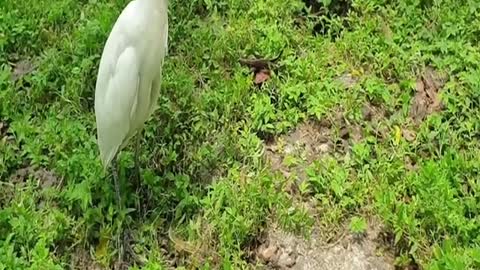 Egret Finding and Catching Big Catfish Dry-Fish-hole