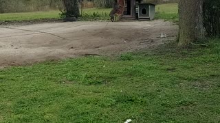 Mya the blue bull dog jumping for her rope again