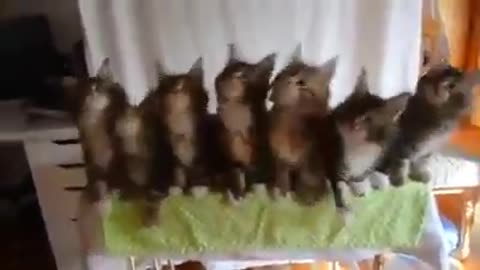 Superstar Dancing Cats! (Must Watch)