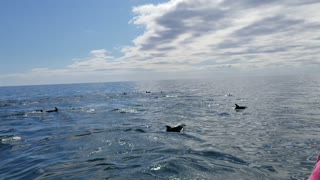 Dolphins During Boat Tour
