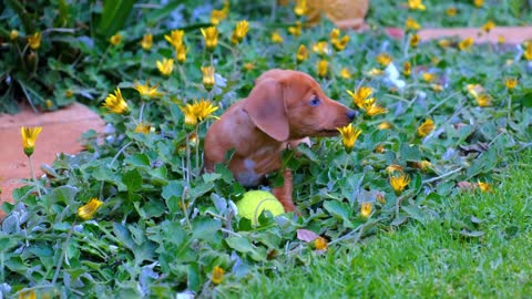 A Cute Brown Puppy Playing.