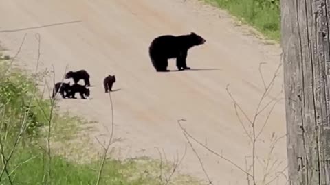 Mother Bear With Five Cubs In Mesick, Michigan
