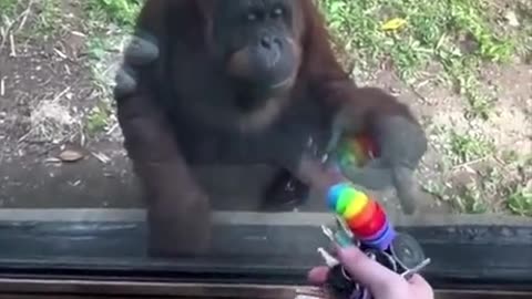 Curious and Smart Orangutan! #funnyanimals #shorts