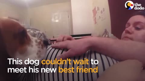 Dog Meets Baby Sister - Has THE BEST Reaction | The Dodo