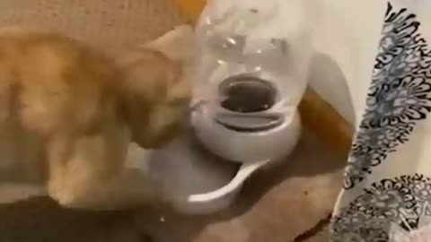 The cat tries to turn on the vacuum cleaner
