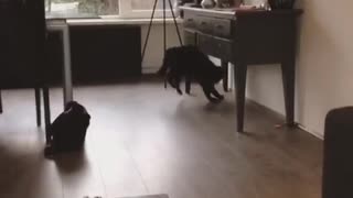 Black cat chasing marble on ground
