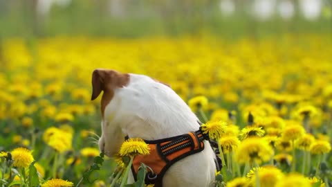 Jack Russell Terrier