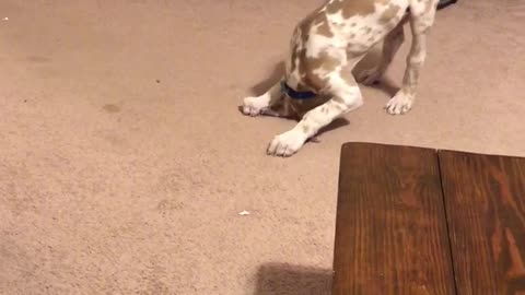Puppy uses yoga move to chase his tail