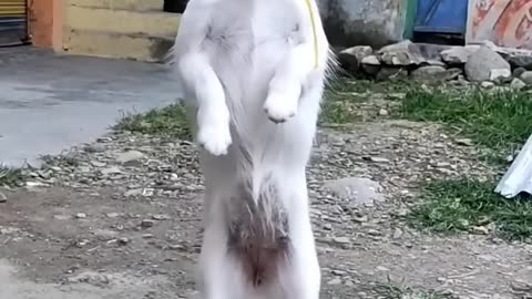 my cute dog dance ☺