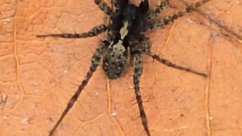 A spider on a leaf.