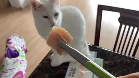 Cat attacking smelly fish