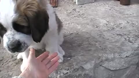 Cute puppy gives a paw to the owner!